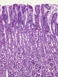 Human Stomach Fundus Section Showing Gastric Pits Above and Glands Below Photographic Print by Gladden Willis