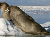 Walruses (Odobenus Rosmarus) Resting on Ice Floe Impressão fotográfica por Louise Murray