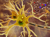 Illustration of P7C3 and Alzheimer's Disease Photographic Print by Carol & Mike Werner