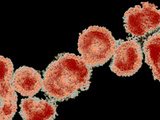 Corona Virus, Showing its Halo or Crown-Like, Corona, Appearance Photographie par Fred Murphy