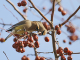 Cedar Waxwing (Bombycilla Cedrorum) Photographic Print by Robert Servranckx