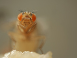 Orange Mutant of the Fruit Fly (Drosophila Melanogaster) That Is Used as a Genetic Marker Photographic Print by Solvin Zankl