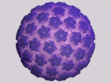Human Papilloma Virus Capsid Photographic Print by Jean-Yves Sgro