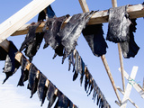 Hunted Narwhal Whale Meat Hung to Dry in the Midnight Sun at Qeqertat, Near Qaanaq Photographic Print by Louise Murray