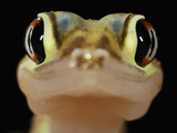 Close Up of the Head of a Web-Footed Gecko (Palmatogecko Rangei), Namib Desert, Namibia Photographic Print by Solvin Zankl