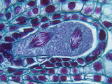 Lily Meiosis Showing the Second Division of Anaphase in the Embryo Sac (Lilium), LM X150 Photographic Print by  Biodisc