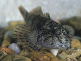 Mottled Sculpin (Cottus Bairdi), Atlantic Coast of North America Photographic Print by Rob & Ann Simpson