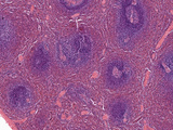 Spleen Section, H&E Stain, LM X40 Photographic Print by Alvin Telser