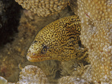 Lichen Moray (Gymnothorax Hubbsi), Family Muraenidae, Caribbean Lámina fotográfica por David Wrobel