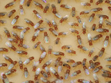 Fruit Fly Wild Type (Drosophila Melanogaster) Lab Culture Photographic Print by Solvin Zankl