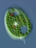 Phacus, Flattened, Motile Euglenoid Organism with a Rigid Wall or Pellicle, Photographic Print by Peter Siver