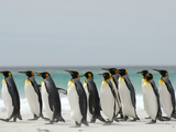 King Penguins (Aptenodytes Patagonicus) Walking Along a Sandy Beach, Falkland Islands Photographic Print by Solvin Zankl