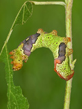 Silkmoth Caterpillar, Fifth Instar (Titaea Lemoulti), Ecuador Photographic Print by Leroy Simon