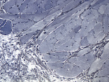 Skeletal Muscle Fibers of the Tongue, Iron Hematoxylin Stain, LM X500 Photographic Print by Alvin Telser