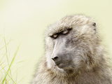 Olive Baboon (Papio Anubis), Kenya Photographic Print by Arthur Morris