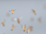 Wild Type Fruit Fly (Drosophila Melanogaster) in Flight in a Lab Culture Photographic Print by Solvin Zankl