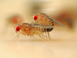 Mating Wild Type Fruit Flies (Drosophila Melanogaster) in a Lab Culture Photographic Print by Solvin Zankl