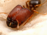 Bigheaded Ant (Pheidole Tepicana Supermajor), Arizona, USA Photographic Print by Alex Wild