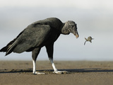 Black Vulture Feeding on an Olive Ridley Sea Turtle Hatchling Photographic Print by Solvin Zankl