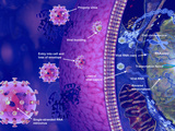 Illustration of Viral Reproduction the Virus Loses its Envelope and Capsid Photographic Print by Carol & Mike Werner