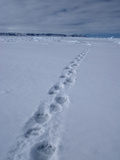 Polar Bear Tracks (Ursus Maritimus) in the Snow Photographic Print by Louise Murray