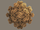Hepatitis E Protein Capsid Photographic Print by Jean-Yves Sgro