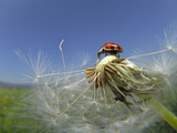 The Harlequin Ladybird Beetle (Harmonia Axyridis) Is an Invasive Species Throughout North America Photographic Print by Solvin Zankl