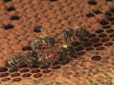 A Marked Queen Honey Bee Moves over Brood Cells with Other Bees Looking for Honey Photographic Print by Eric Tourneret