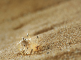The Wheel Spider (Carparachne Aureoflava) Is a Unique Animal of the Namib Desert Photographic Print by Solvin Zankl