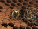 A Marked Queen Honey Bee Moves over Brood Cells with Other Bees Looking for Honey Photographic Print by Eric Tourneret