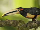 Pale-Mandibled Aricari (Pteroglossus Erythropygius), Ecuador Photographic Print by Arthur Morris