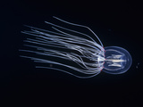 Bell Jellyfish (Polyorchis Penicillatus), California, USA Lámina fotográfica por David Wrobel