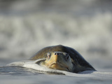 The Arrival of an Olive Ridley Sea Turtle (Lepidochelys Olivacea) Photographic Print by Solvin Zankl