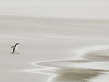 Gentoo Penguin (Pygoscelis Papua) Walking on a Sandy Beach, Falkland Islands Photographic Print by Solvin Zankl