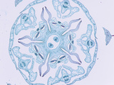 Cross-Section of the Anther in the Flower Bud of a Milkweed (Asclepias), LM X5 Photographie par  Biodisc