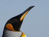 King Penguin Head (Aptenodytes Patagonicus), Falkland Islands Photographic Print by Solvin Zankl