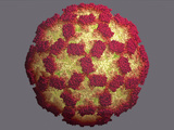 Norovirus (Formerly Norwalk Virus) Virus Capsid Photographic Print by Jean-Yves Sgro