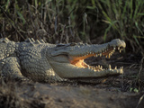 Saltwater Crocodile (Crocodylus Porosus), Northern Territory, Australia Photographic Print by Dave Watts