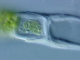 Microspora, an Unbranched Filamentous Green Alga with Cell Walls That Appear H-Shaped Photographic Print by Peter Siver