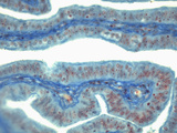 Uterine Tube Section, Mallory Trichrome Stain, LM X360 Photographic Print by Alvin Telser