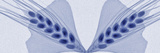 X-Ray of Ginkgo Leaves and Wheat Photographic Print by George Taylor