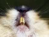 Norway Lemming (Lemmus Lemmus) Teeth, Sweden Photographic Print by Solvin Zankl