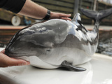 Harbor Porpoise (Phocoena Phocoena) Research Training, Fjord and Baelt, Denmark Photographic Print by Solvin Zankl