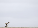 Commuting Between the Ocean and the Rookery the Gentoo Penguins (Pygoscelis Papua) Photographic Print by Solvin Zankl