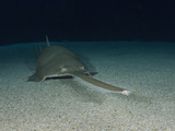 Green Sawfish (Pristis Zijsron) Photographic Print by Andy Murch