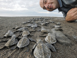 Olive Ridley Sea Turtle Hatchlings (Lepidochelys Olivacea) on their Way to the Sea Photographic Print by Solvin Zankl
