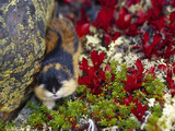 Norway Lemming (Lemmus Lemmus), Sweden Photographic Print by Solvin Zankl