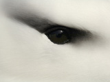 Black-Browed Albatross (Diomedea Melanophris) Eye Close Up Photographie par Solvin Zankl