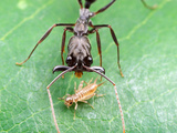 Trap-Jaw Ant (Odontomachus Bauri) Just before a Mandible Strike on a Cricket Prey, La Selva Photographie par Alex Wild