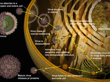 Illustration of Replication of Flavivirus in Host Cell Photographic Print by Carol & Mike Werner